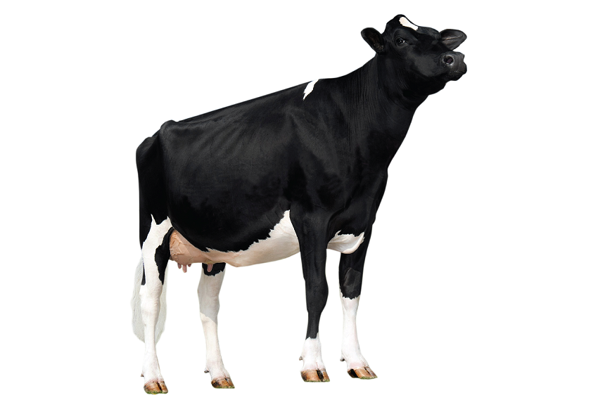 Dairy - Animal Nutrition & Health
