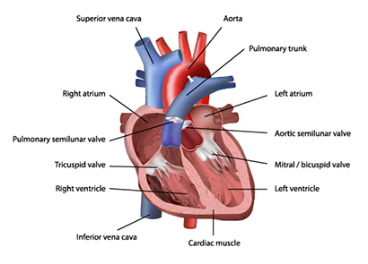 Feel the Rhythm - Minerals for Heart Health | Human Nutrition & Health