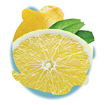 Lemon TrenDish Variegates Flight feature image
