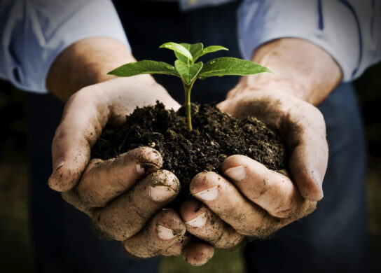 Healthy Soil is the backbone of Plant Nutrition