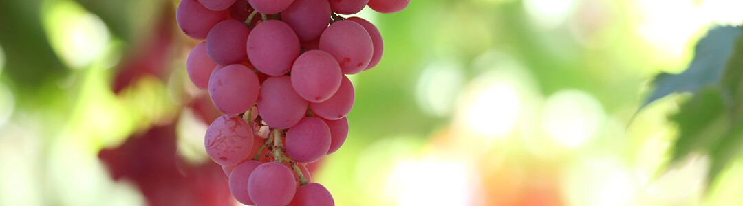 Table Grapes on the Vine