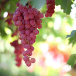 Table Grapes on the Vine