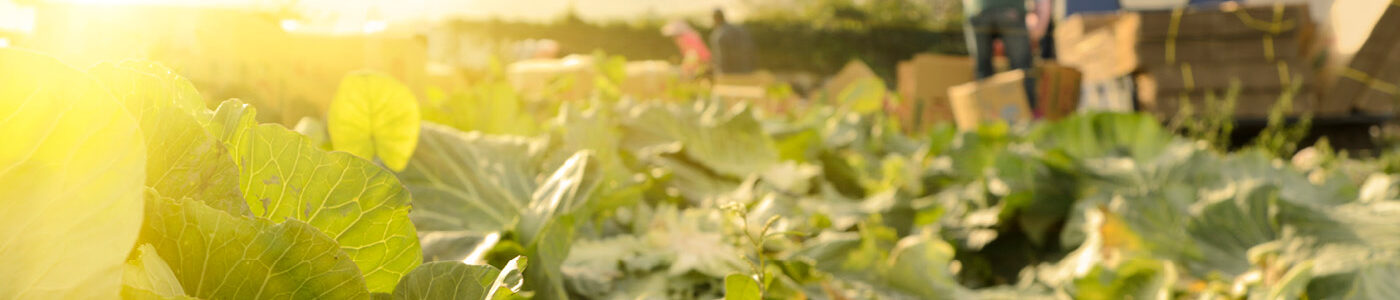 Lettuce Field Organic Production