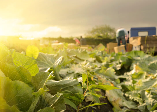 Lettuce Field Organic Production