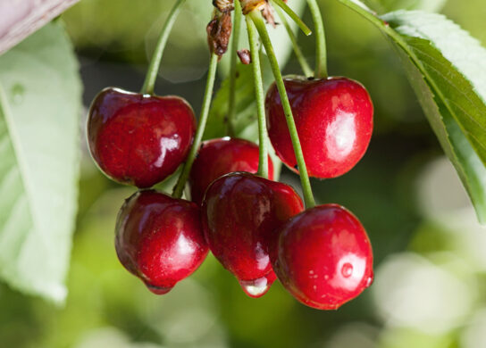 Metalosate can help with Cherry production and yield
