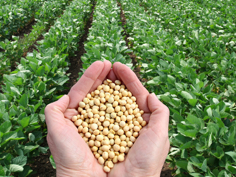 Corn and Soybean Production with Metalosate® Big 5™