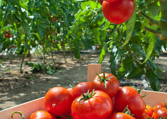 Metalosate increases yield in tomato production