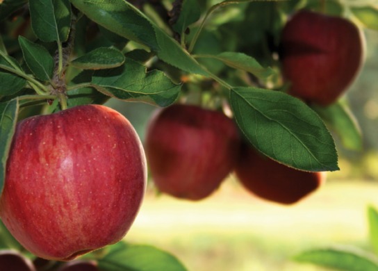 Metalosate increased Brix in red apples
