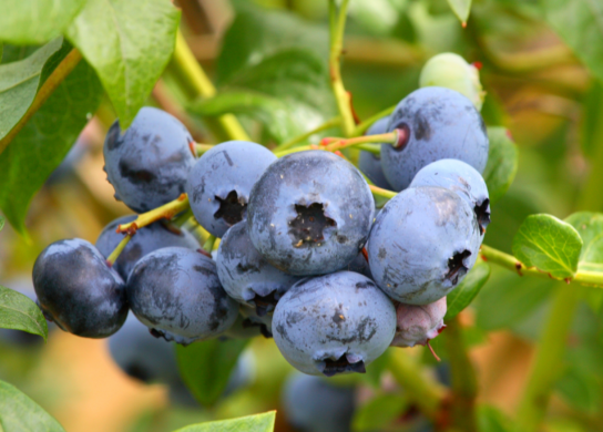 Blueberry production is aided by Metalosate to increase yield, quality and more.
