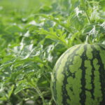 Metalosate increases melon quality and allows vine ripened melons increased shelf-life.