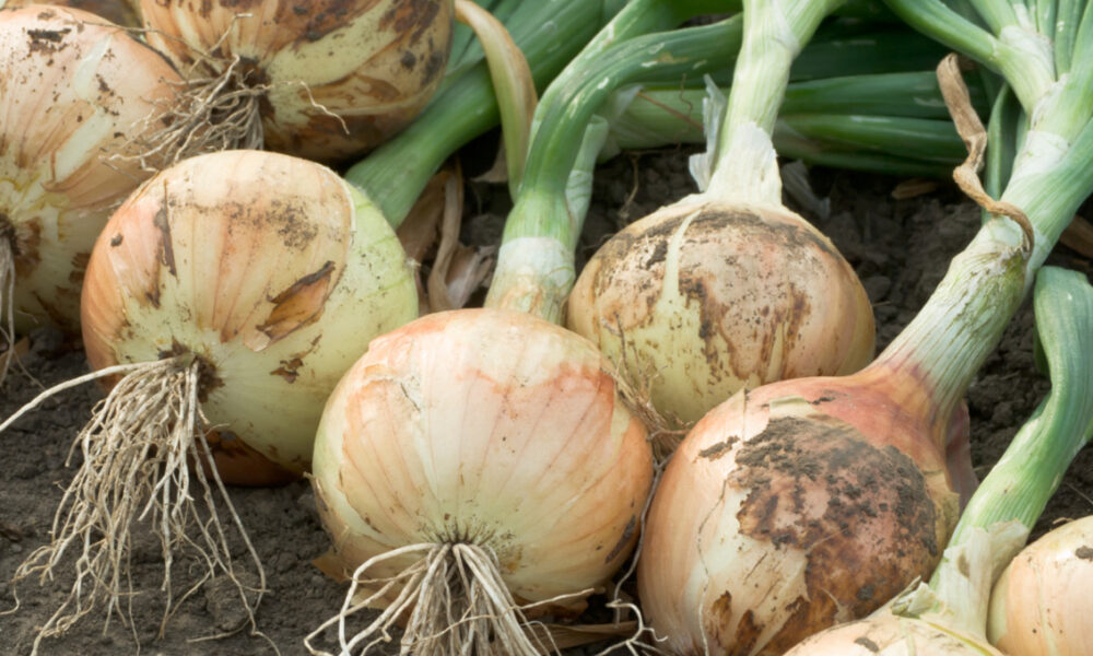 Onion Production and quality can increase with Metalosate