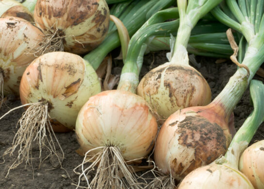 Onion Production and quality can increase with Metalosate