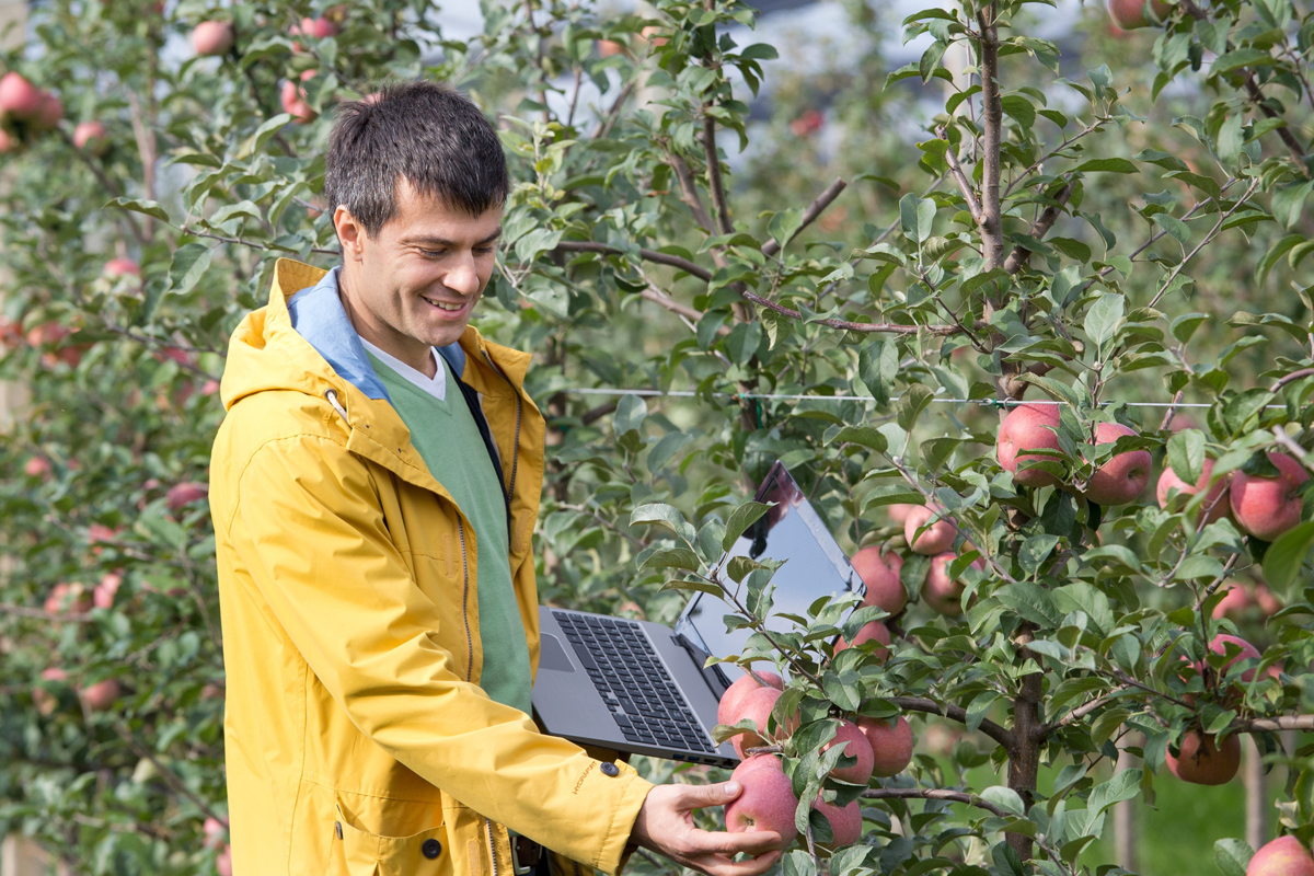 A person in a raincoat inspects apples with a laptop.