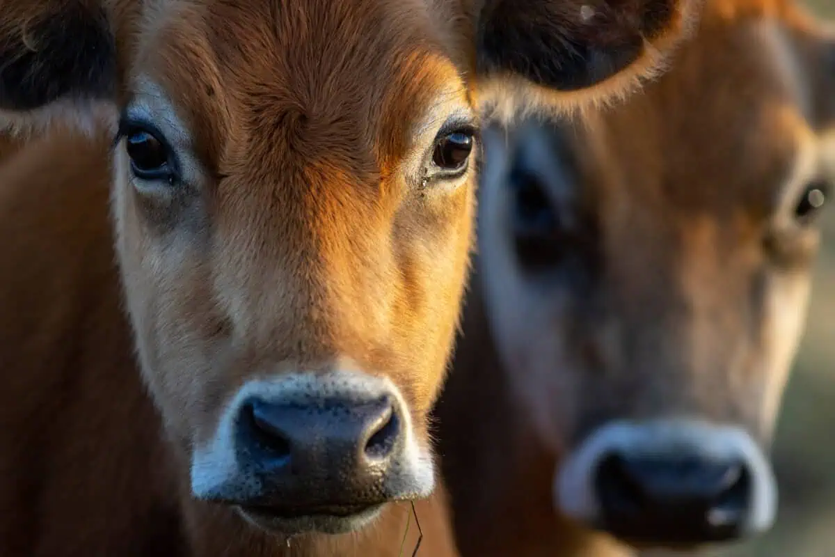 Dairy Cows