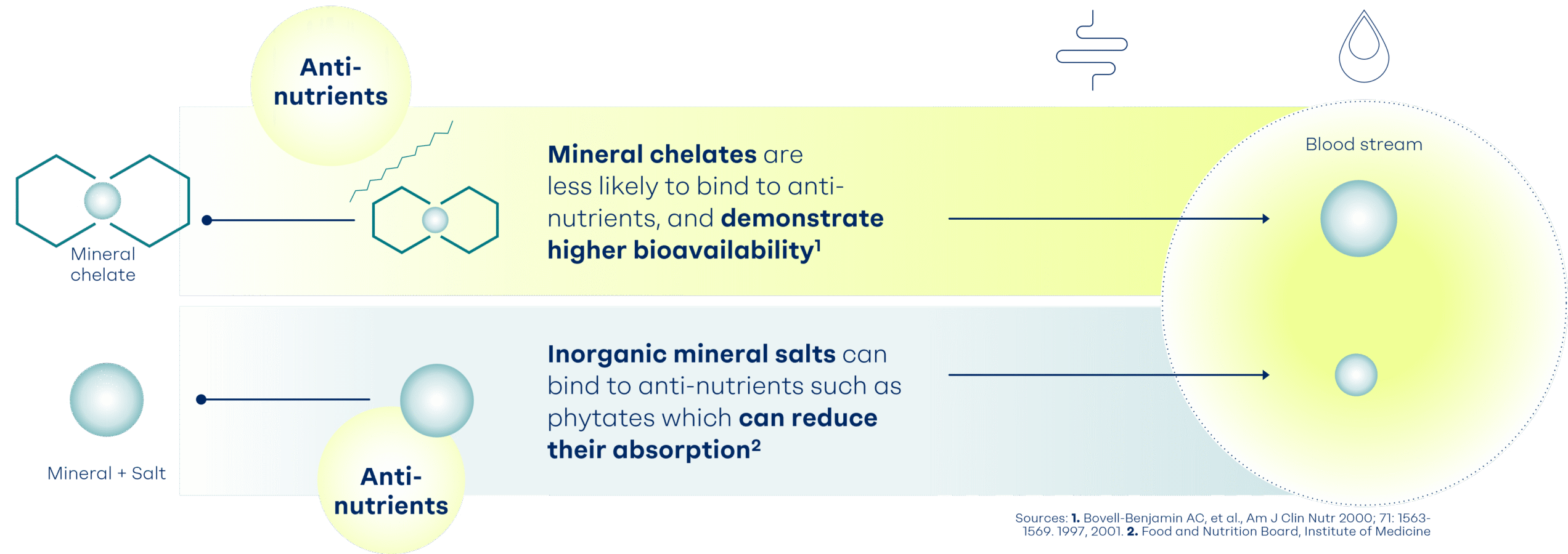 Mineral Chelates Stages during Digestion