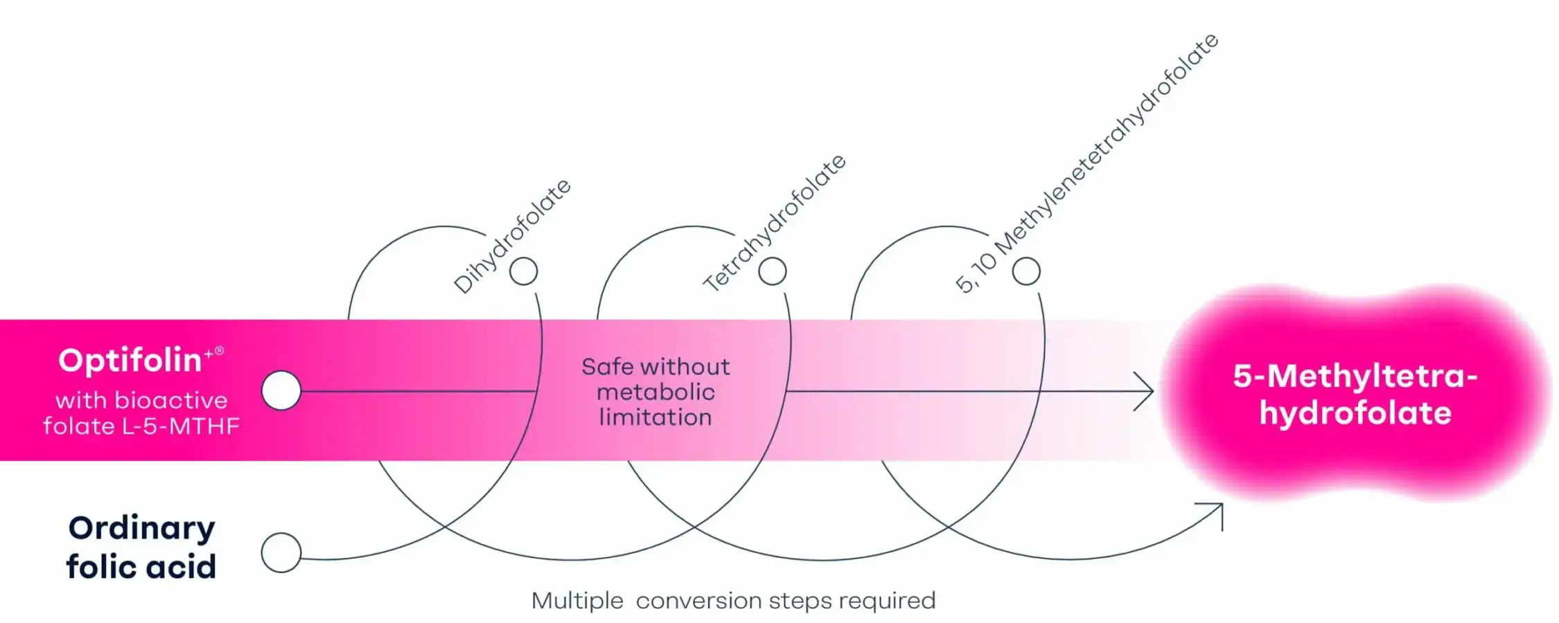 Optifolin+ infographic comparing bioactive folate L-5-MTHF with ordinary folic acid, highlighting Optifolin+, opti folate, opti-folate, folate metabolism, and conversion to 5-methyltetrahydrofolate.