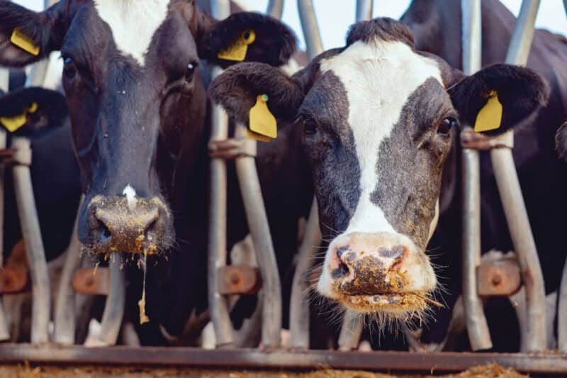 Three cows with ear tags behind a metal fence.