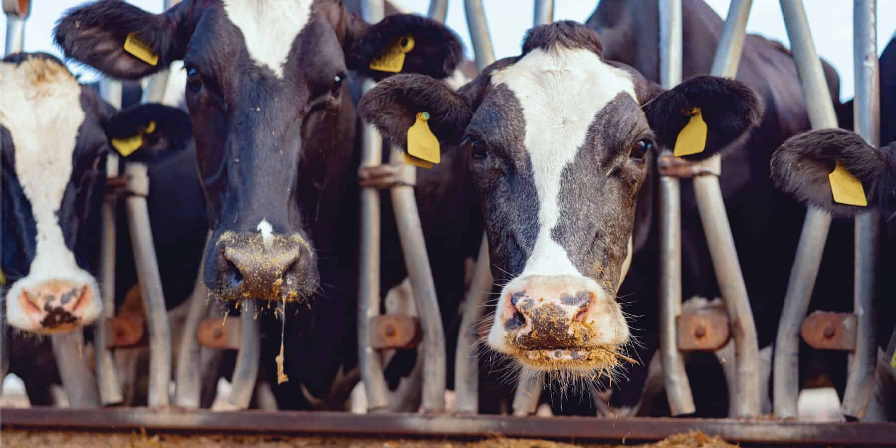Three cows with ear tags behind a metal fence.
