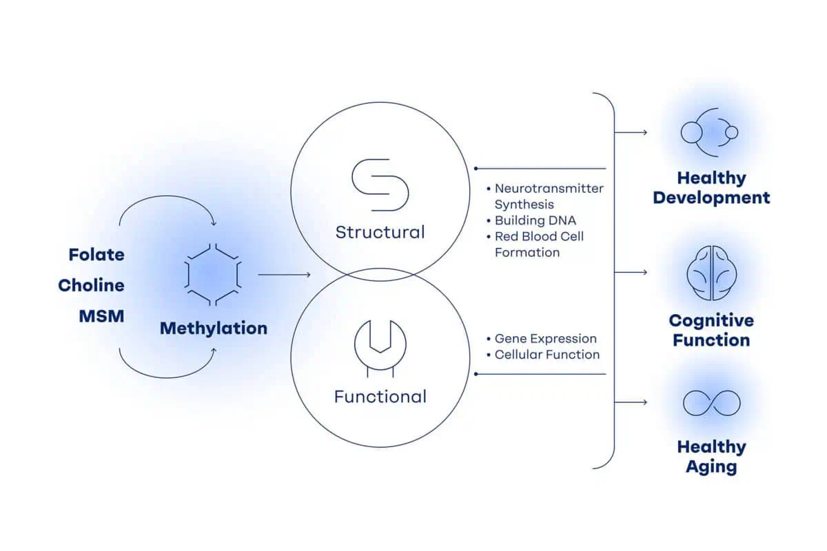 Folate, Choline and MSM into methylation. That has structural and functional supporting neurotransmitter synthesis, building DNA, red blood cell formation, gene expression, and cellular function, which all supports healthy development, cognitive function, and healthy aging