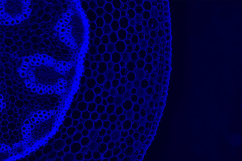 Image of a cell undergoing methylation