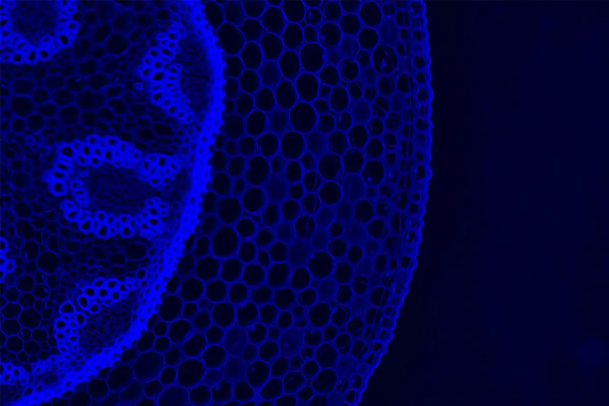 Image of a cell undergoing methylation
