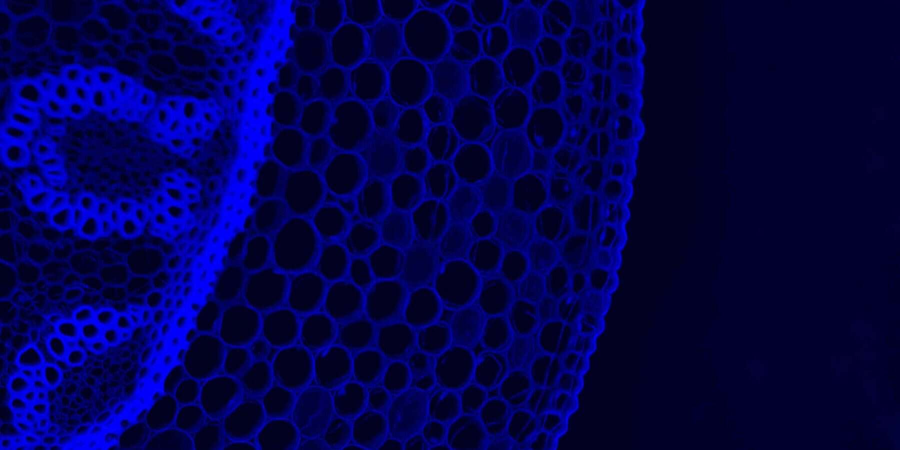 Image of a cell in blue under a microscope