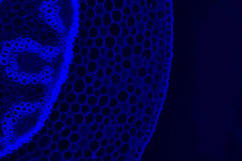 Image of a cell in blue under a microscope